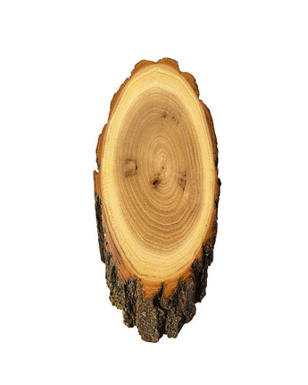 Akazien-Trophäenschilder 20cm online kaufen bei SwissTaxidermy – hochwertige Montageplatten für Jagdtrophäen.