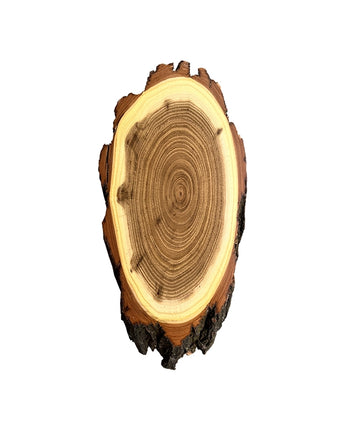 Akazien-Trophäenschilder 20cm online kaufen bei SwissTaxidermy – hochwertige Montageplatten für Jagdtrophäen.