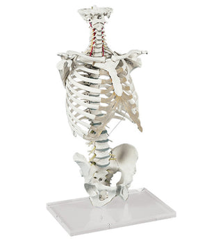 Replica della colonna vertebrale con gabbia toracica