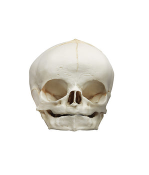 Replica foetale schedel, 40 weken