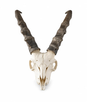 Echter Steinbock Schädel