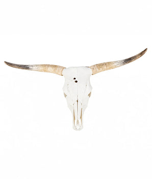 Echter Hochlandrinder Schädel