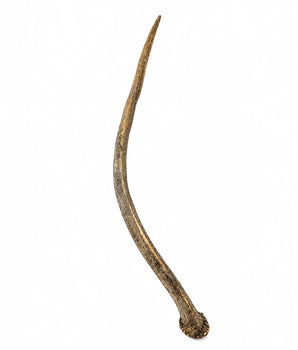 Echter Rothirsch Spiesser