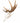 Autentico teschio di alce europeo