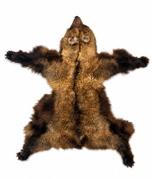 Echtes Grizzlybärenfell