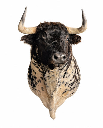 Echtes Osborne Stier Schulterpräparat ausgestopft perfektes Tierpräparat für Deko.