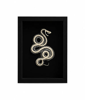 Vero scheletro di serpente (nella scatola)