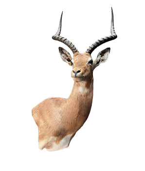 Impala Präparat mit geschwungenen Hörnern – SWISStaxidermy Tierpräparate kaufen