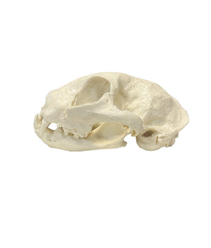Modello di teschio di gatto replica