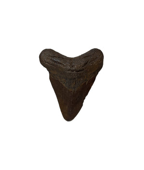 Echte Megalodon-tand