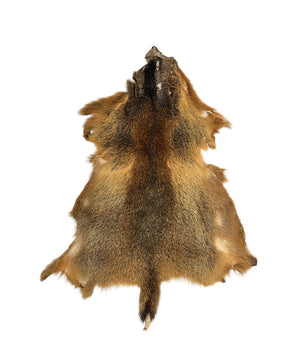 Echte marmottenbont