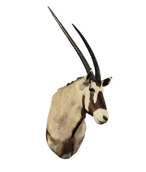 Echte Oryx Schulterpräparat