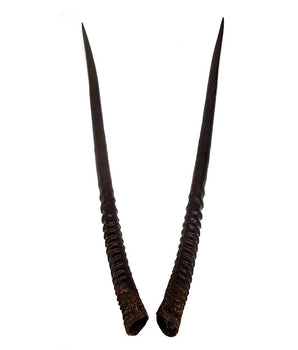 Echte oryxhoorns