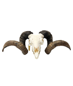 Autentico teschio di montone Soay