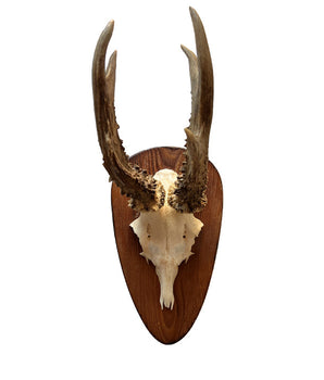 Echte Rehbock Trophäe