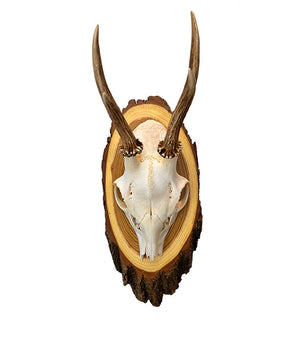 Echte Rehbock Trophäe