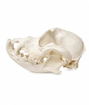 Replikat Hund Schädel Modell (brachycephal)