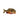 Echte roodogige piranha