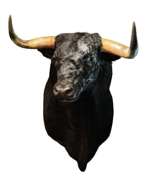 Stier Schulterpräparat von SWISStaxidermy – hochwertiges Tierpräparat aus der Schweiz