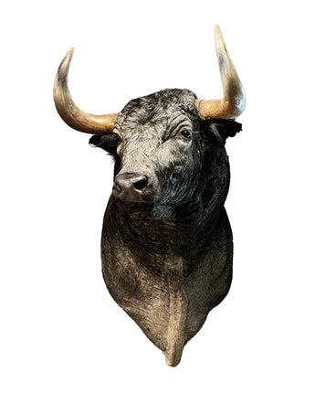 Stier Schulterpräparat von SWISStaxidermy – hochwertiges Tierpräparat aus der Schweiz