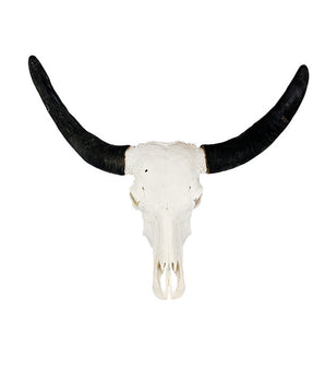 Echte waterbuffelschedel