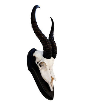 Echte Antidorcas Trophäe
