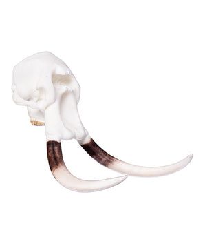 SKULLIES Miniatuur Olifantenschedels 