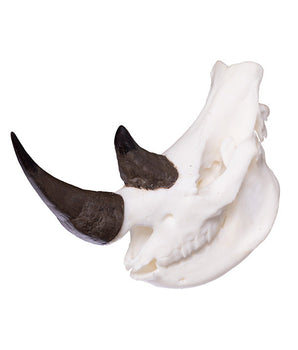SKULLIES Miniatuur Neushoorn Schedel 
