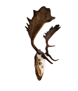 Echte Damhirsch Trophäe