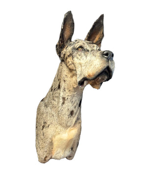 Deutsche Dogge Schulterpräparat von SWISStaxidermy – professionelle Tierpräparation Schweiz