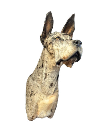 Deutsche Dogge Schulterpräparat von SWISStaxidermy – professionelle Tierpräparation Schweiz