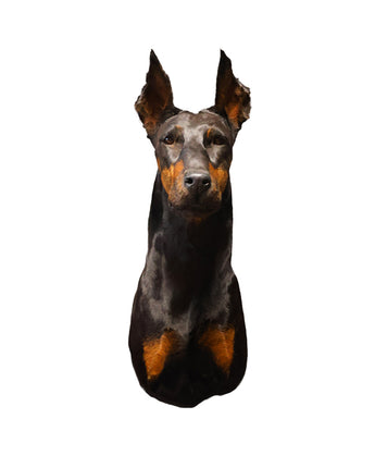 Dobermann Kopf-Schulterpräparat von SWISStaxidermy – professionelle Taxidermie aus der Schweiz