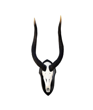 Echte Nyala Trophäe
