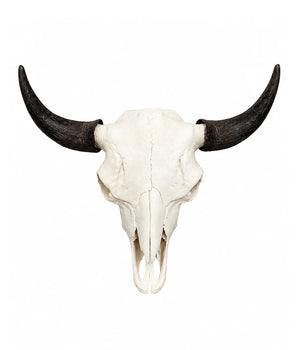 Echter Bison Schädel