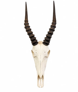 Echter Blesbock Schädel