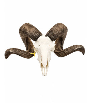 Echter Schafbock Schädel