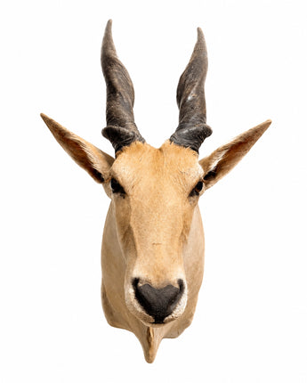 Elenantilopen Schulterpräparat (Taurotragus oryx) mit imposanten Spiralhörnern.