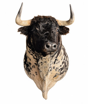 Echtes Osborne Stier Schulterpräparat ausgestopft perfektes Tierpräparat für Deko.