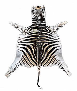 Echtes Zebrafell