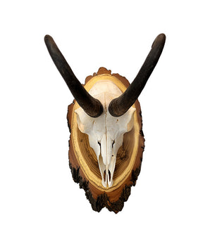 Echte Chamois Trophy