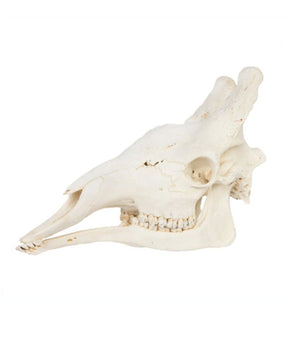 Echte giraffenschedel
