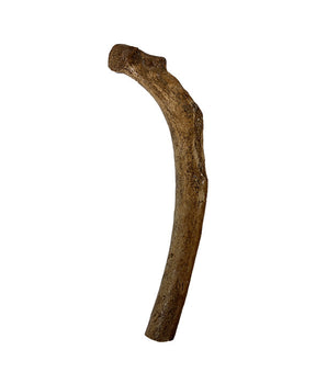 Echte holenbeer rib