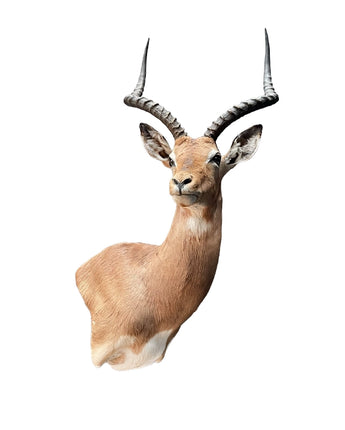 Impala Präparat mit geschwungenen Hörnern – SWISStaxidermy Tierpräparate kaufen