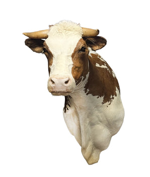 Echte Simmental schoudermontage 