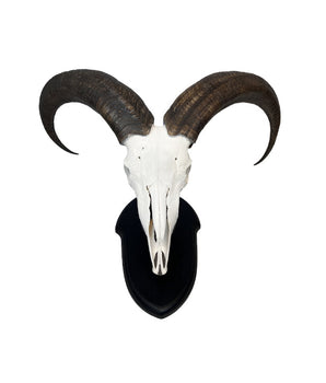 Echte Barbarijse Schapen Trofee