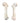 Echte Pferde Knochen (Humerus)