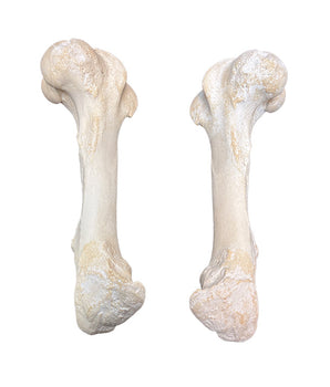 Echte Pferde Knochen (Humerus)