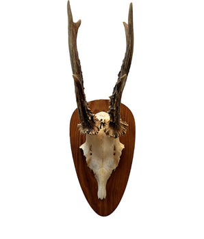 Echte Rehbock Trophäe