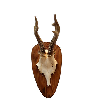 Echte Rehbock Trophäe