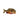 Echter Rotaugen Piranha